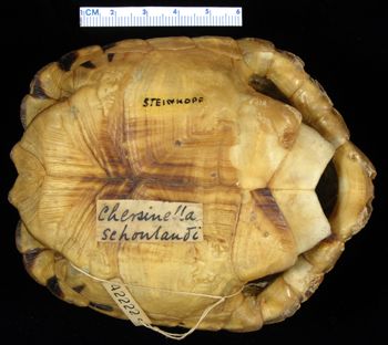 Media type: image; Herpetology R-42222